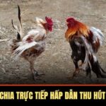 Đá Gà Campuchia Trực Tiếp Hấp Dẫn Thu Hút Hội Viên 2025